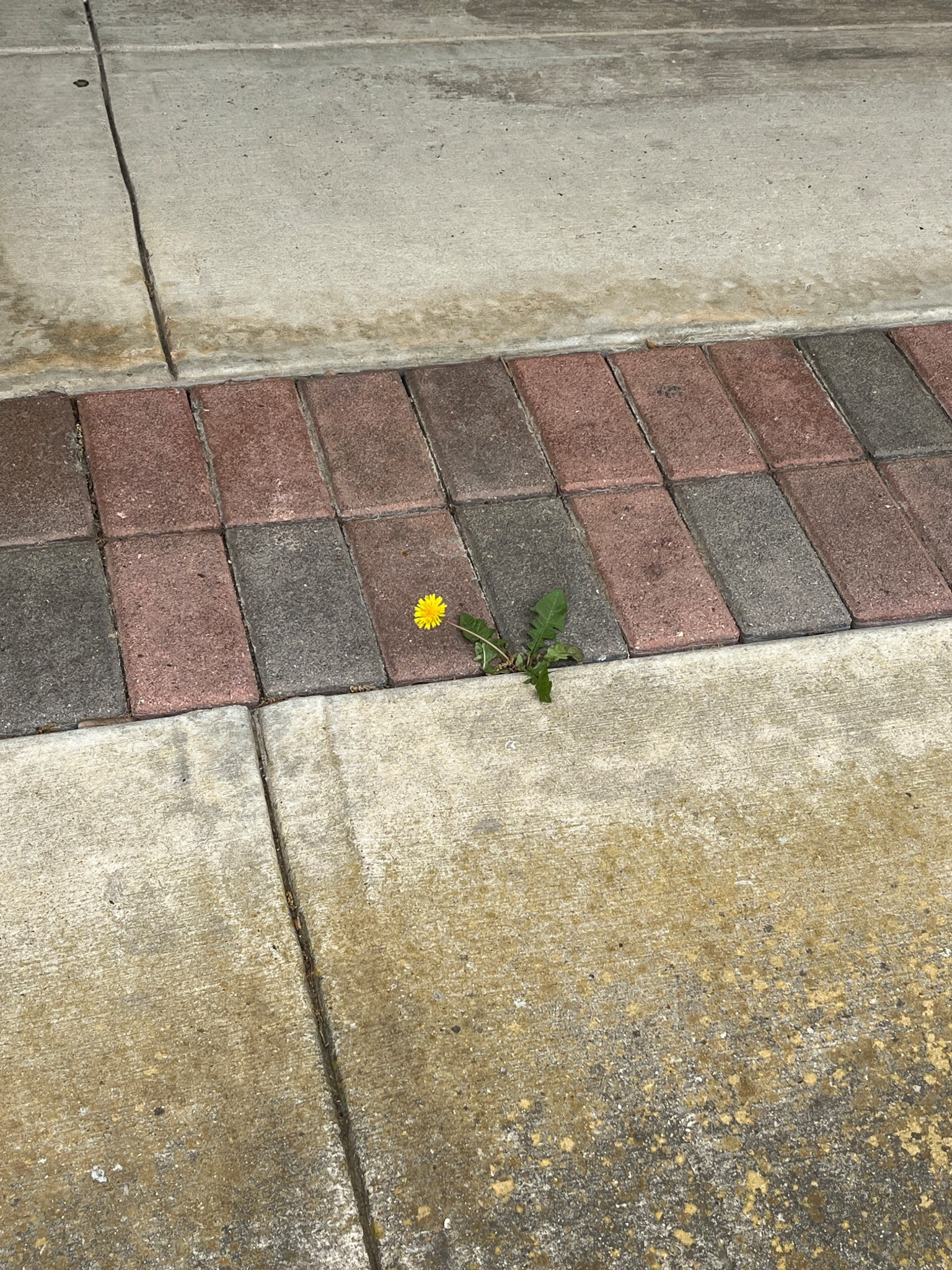 a flower in the cracks 💛🌻

#LTKHome #LTKSeasonal