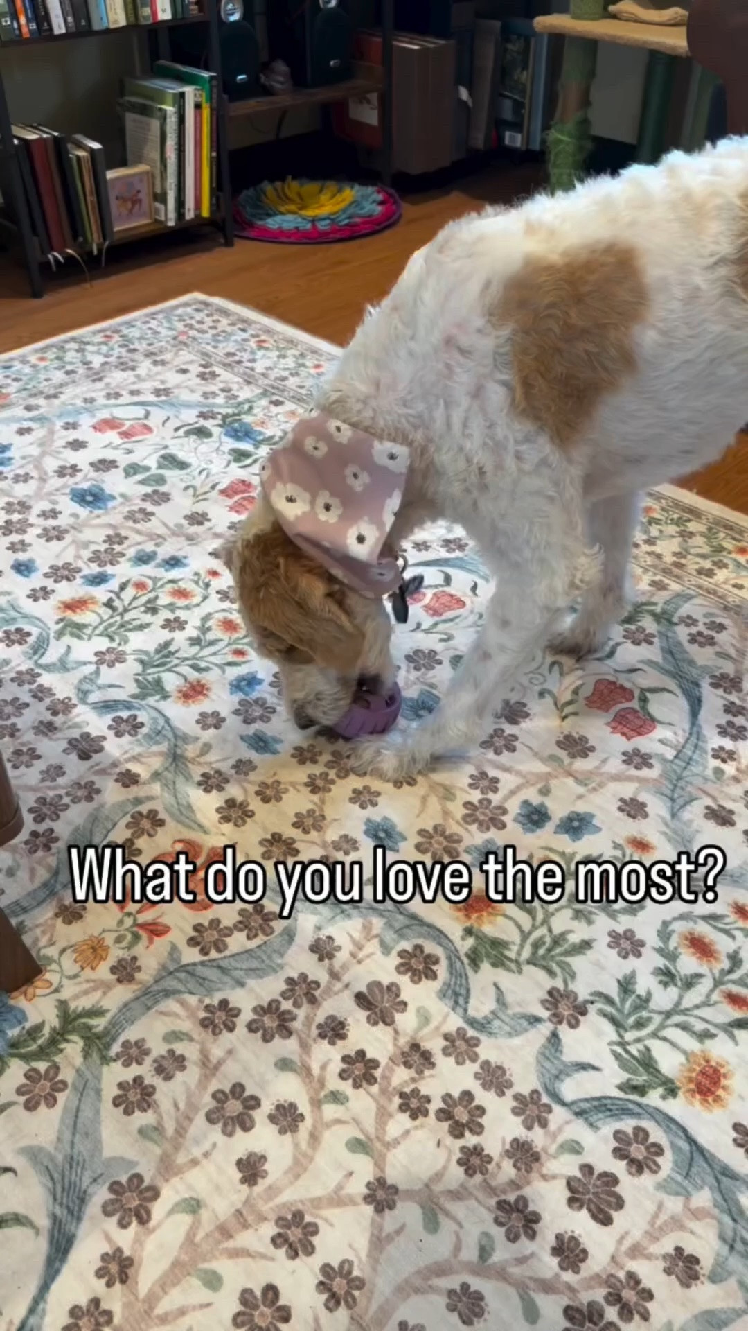 Nothing in this world matters more to Violet than her Woof pupsicle… not toys, not treats, not even me 😂

The second she hears it come out, it’s game over, full focus, zero distractions, pure happiness 🐾💛

Honestly, I’ve never seen her love anything this much… and I’m just here to support the obsession. #doodlechaos #doodlesbeingdoodles #goldendoodlelove #funnydogenergy #relatabledog