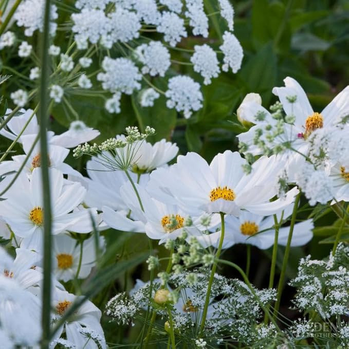 Visit the Eden Brothers Store | Amazon (US)