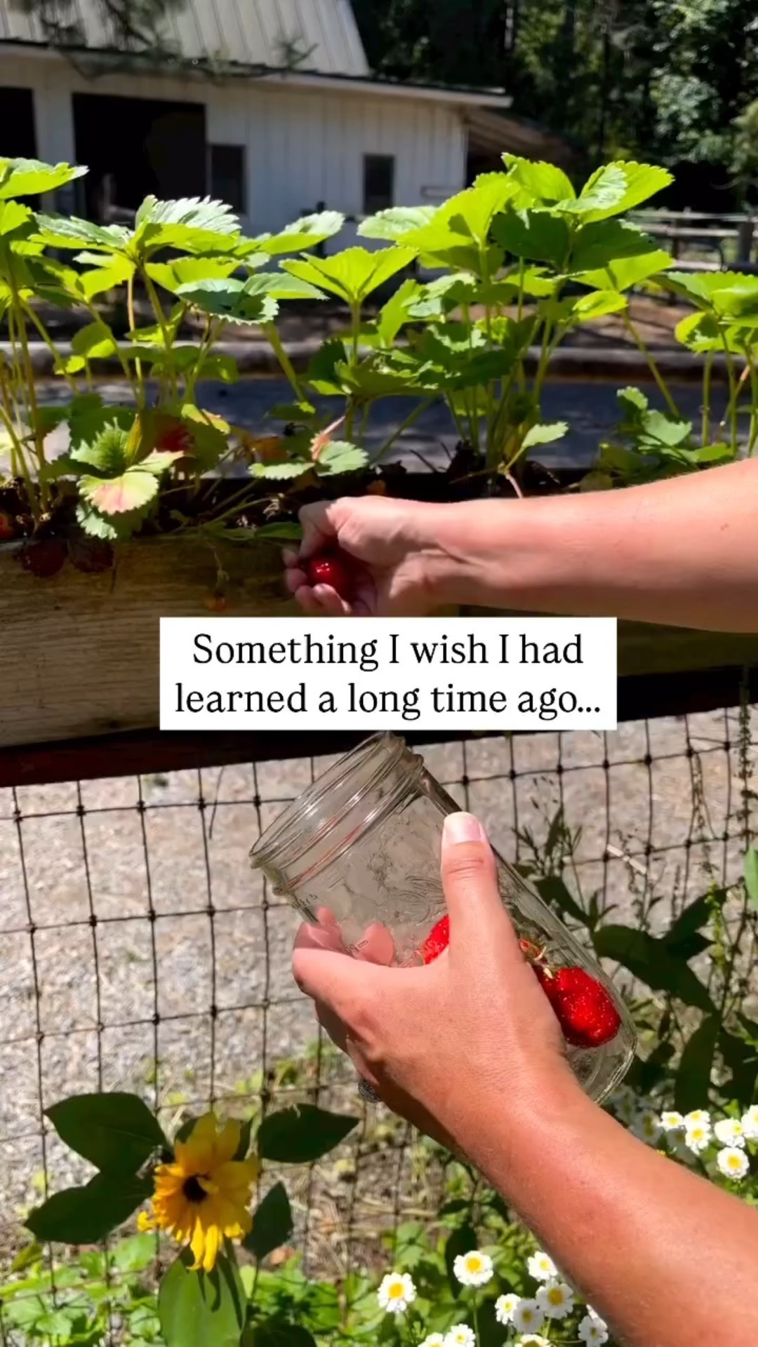 This extends the shelf life of fresh berries so much! 
These 24 oz jars are my favorite ❤️ 
.
Garden, veggies, food, kitchen, 

#LTKHome #LTKSummerEdit #LTKSeasonal