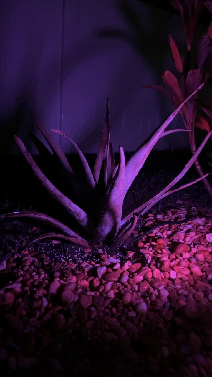 These outdoor lights from Amazon allow you to select different colors and I am obsessed with the purple setting! They give such a cool vibe the way that they make the plants glow at night 🩷💜 worth it! #amazon #outdoorlights #outdoordecor

#LTKVideo #LTKSeasonal #LTKhome