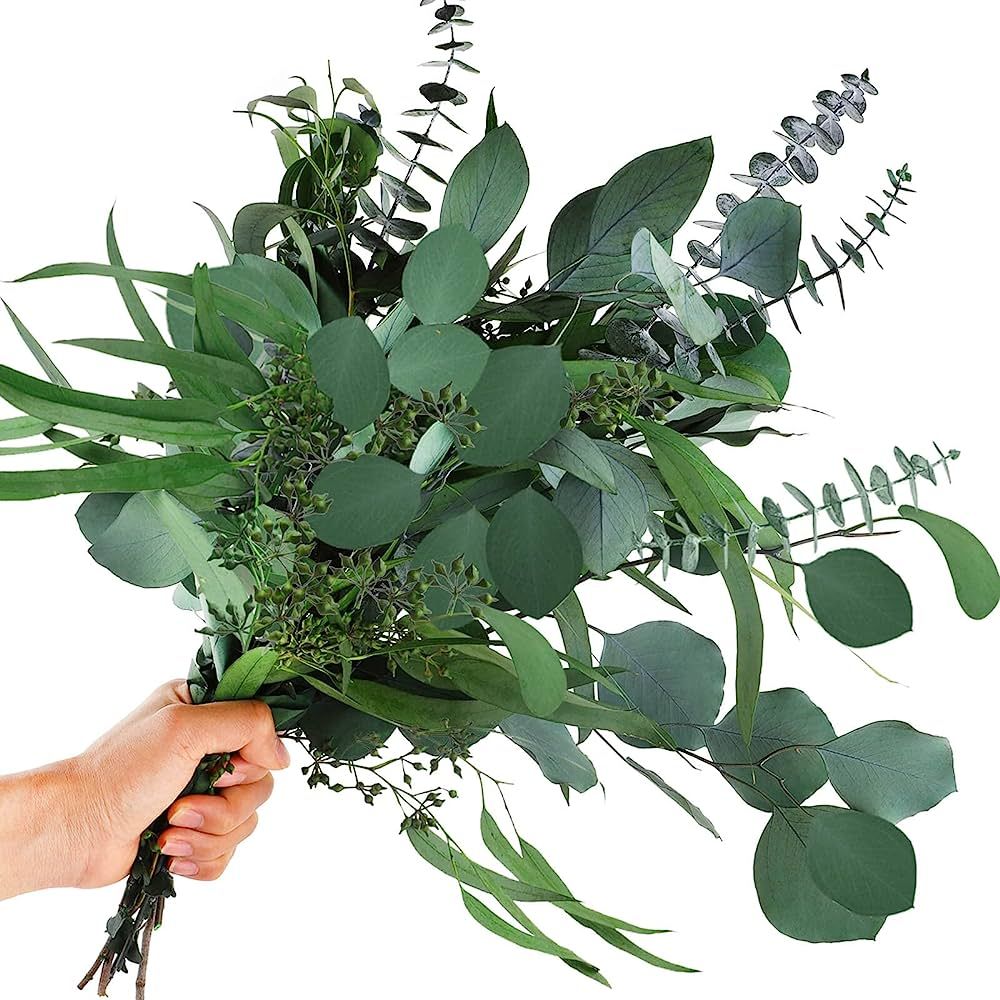 12 Pcs Mixed Real Dried Eucalyptus Leaves Stems - Preserved Eucalyptus Branches, Silver Dollar Eu... | Amazon (US)