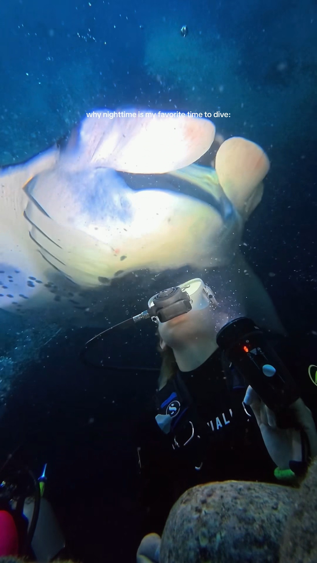 I think there were like 30😅 SO many! And we went out with Jack's Diving Locker! I have a FULL video explaining the entire experience on Part 112 of my “FINDING A SHARK🦈” playlist on my page 🥰 (yes we did see sharks during this night dive too😅)

#LTKTravel #LTKSwim #LTKActive