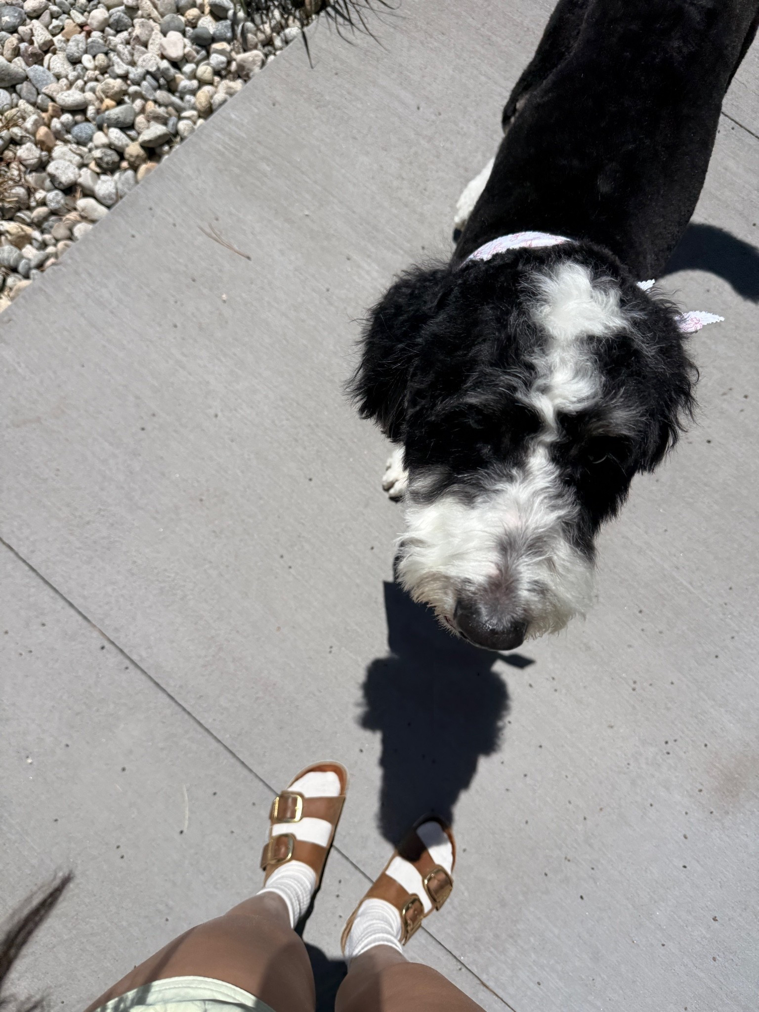Summer ready over here! The Birkenstock Arizona Leather sandals are a must have.

#LTKdayinmylife #LTKSeasonal #LTKootd