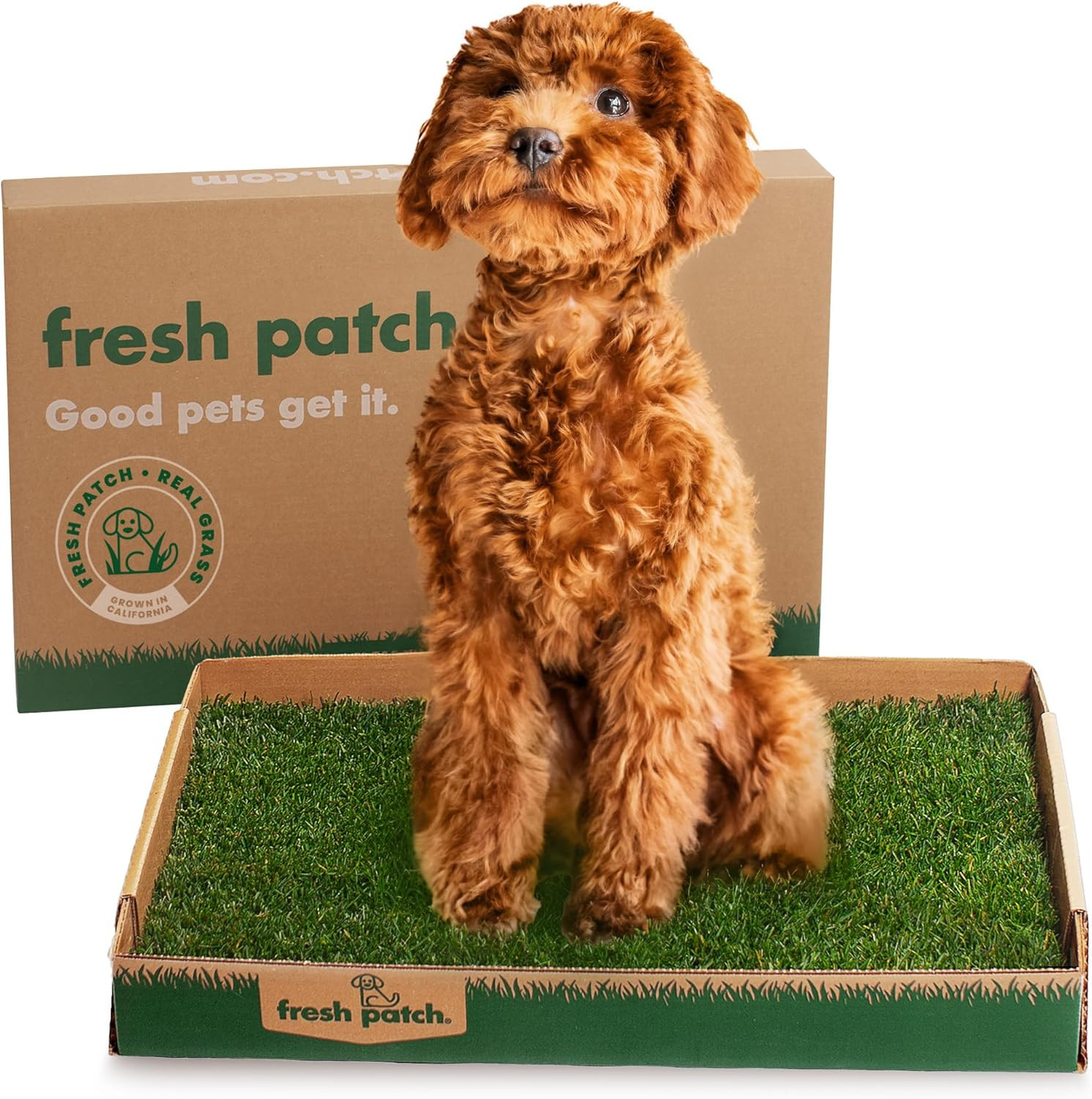 Fresh Patch Real Grass Patch for Dogs, Cats, and Small-Medium Pets Under 15 Pounds – Disposable... | Amazon (US)