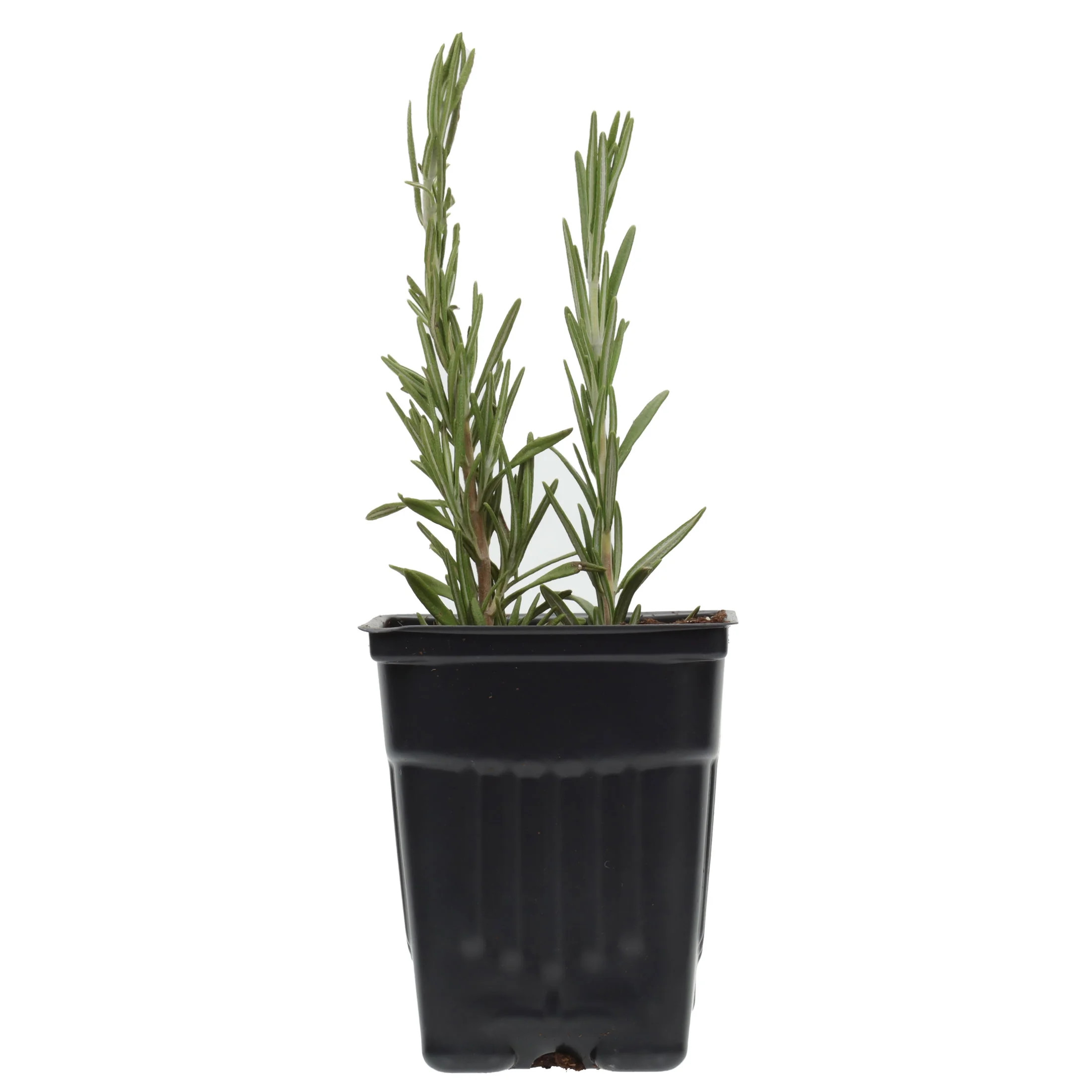 Fresh Potted Rosemary, 1 Each | Walmart (US)