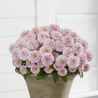 Zinnia Urn Filler | Grandin Road | Grandin Road
