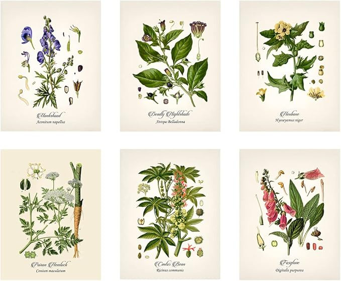 Vintage Deadly Botanical Poisonous Plant Floral Print Set Wall Art Prints Set of 6 (8.5x11) | Amazon (US)