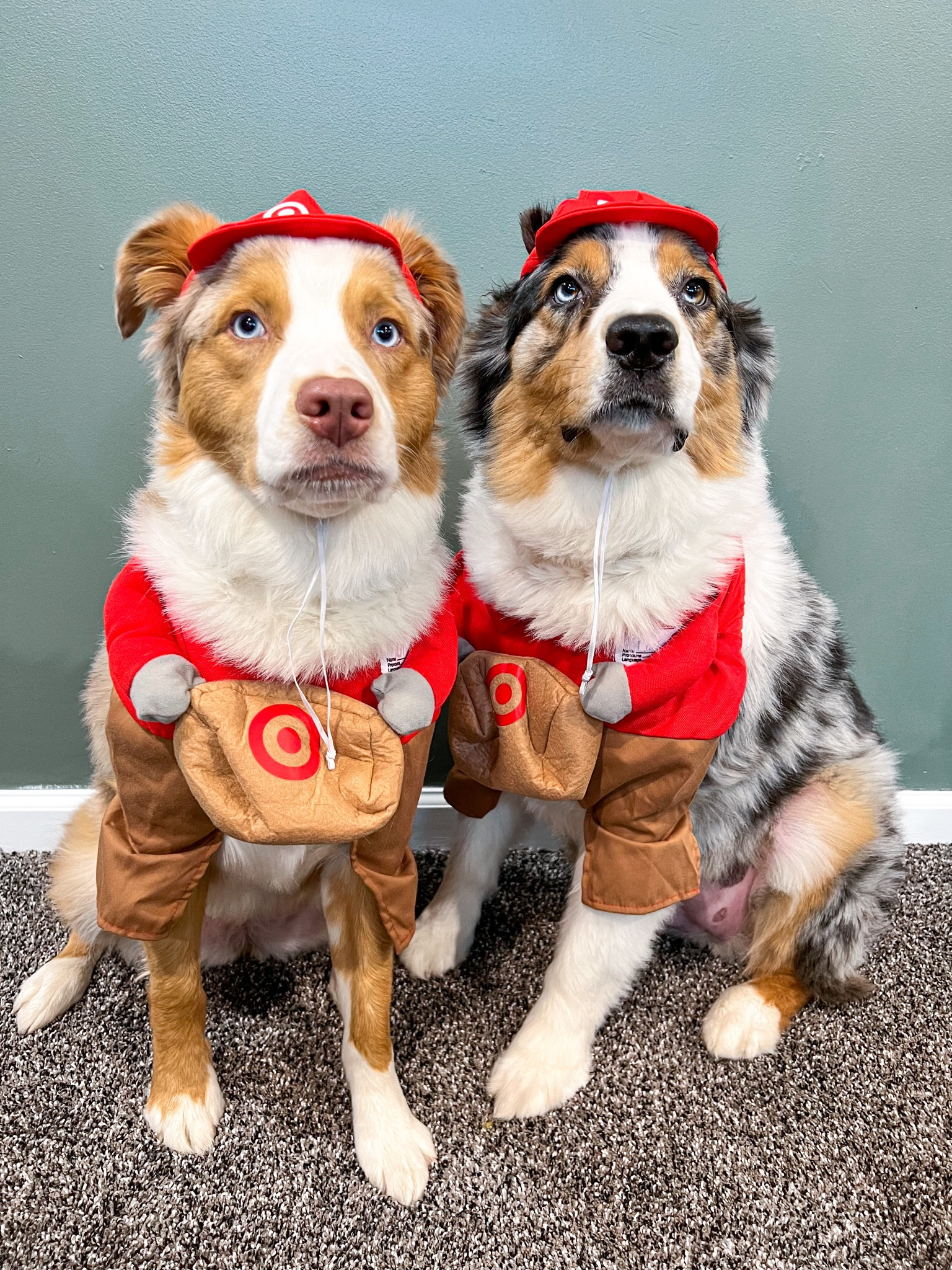 Halloween costumes for the pups!

They are both wearing a size Large

#LTKU #LTKGiftGuide #LTKSeasonal