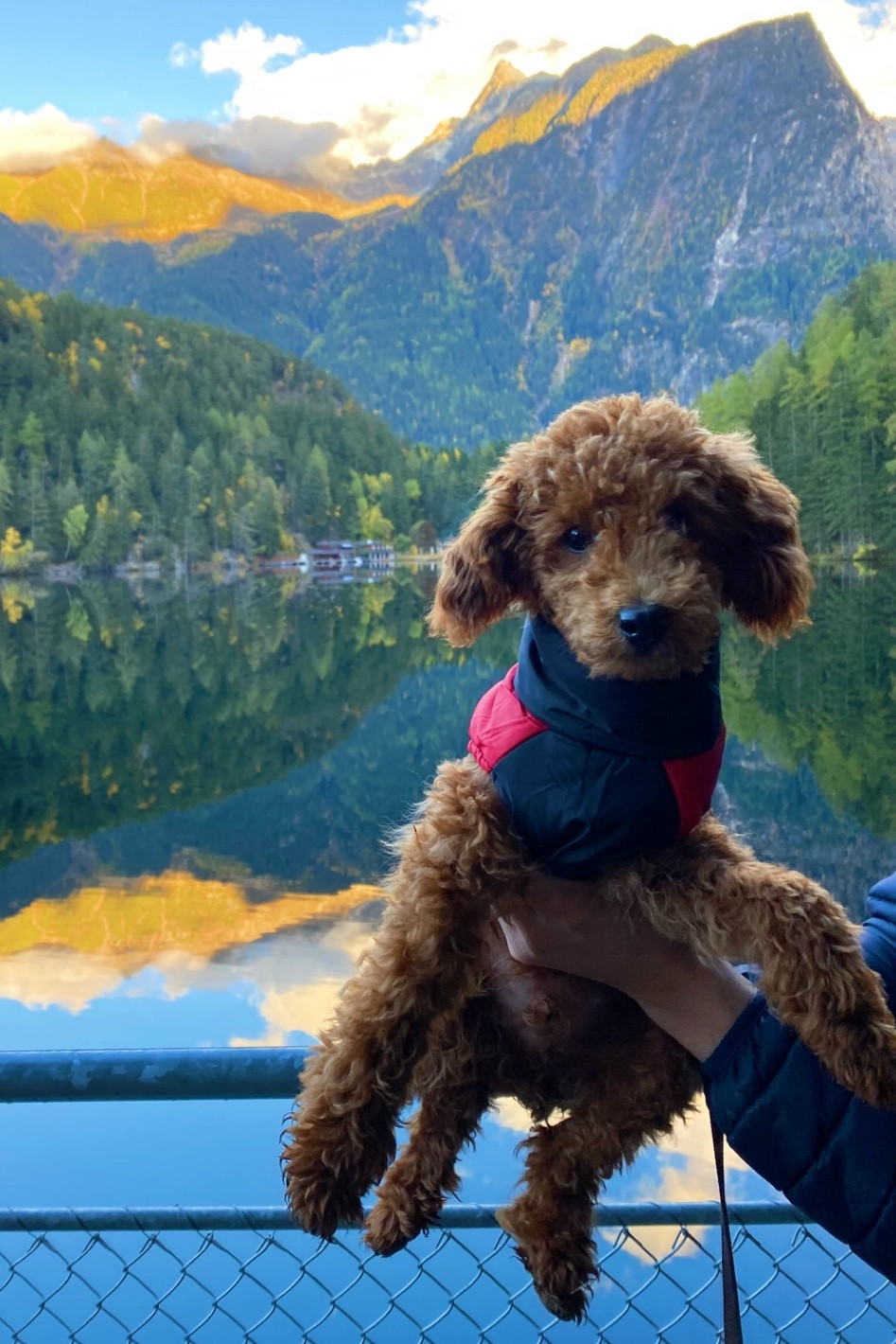 Winterjacke hund🐻