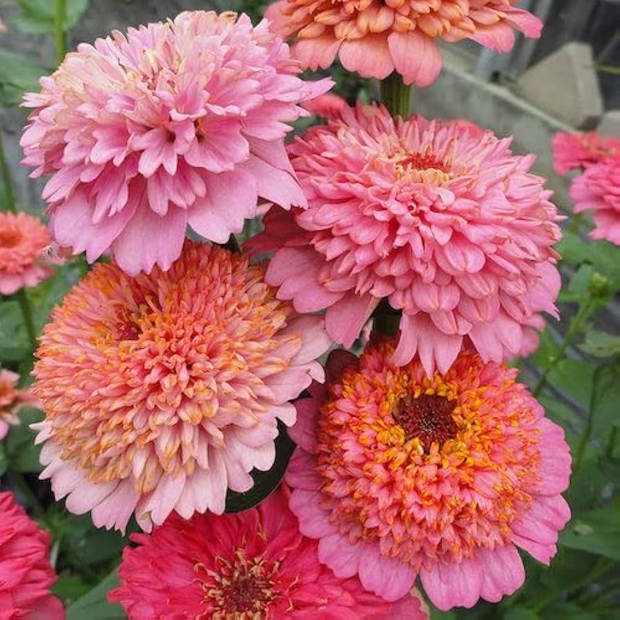 Eden Brothers Zinnia Seeds - Cupcakes Pink Mix, Non-GMO Seeds for Planting, Packet | Low-Maintena... | Amazon (US)