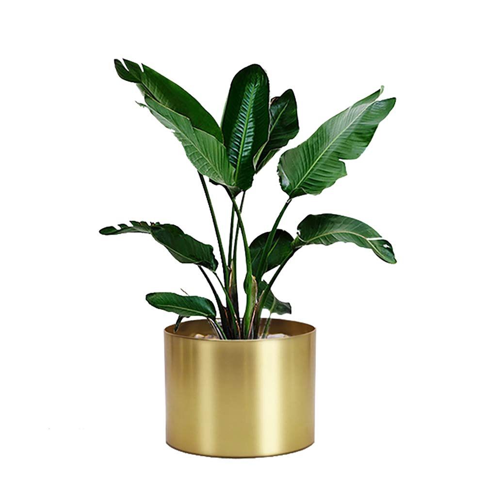 Rising Star Golden Metal Plant Pot, Indoor 8" x 6" Flower Nursery Pot | Amazon (US)