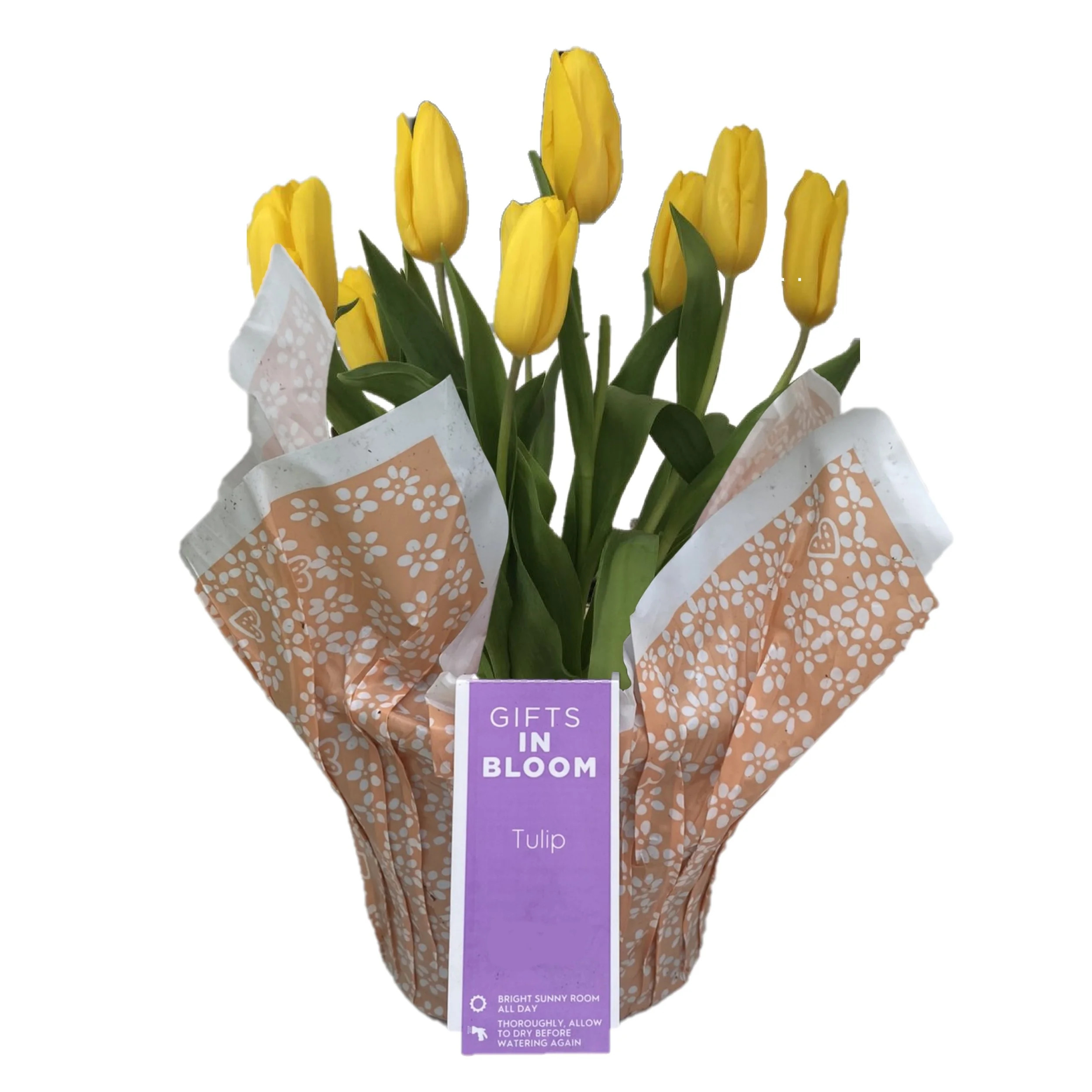 Gifts in Bloom 6IN Yellow Tulip Live Plant in Decorative Pot, Indirect Sunlight | Walmart (US)
