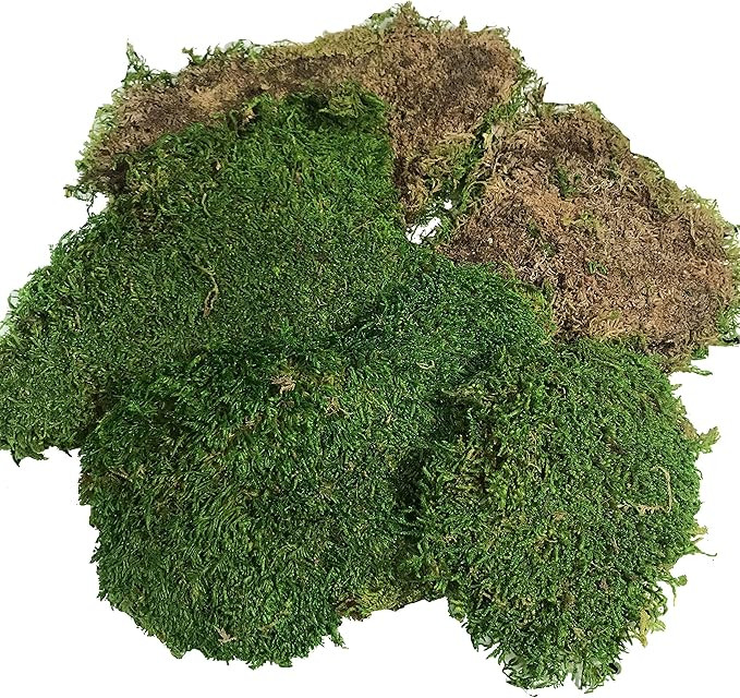 BirchForest Green Sheet Moss Dried, Preserved Sheet Moss, Fresh Green (Pack of 6oz) | Amazon (US)
