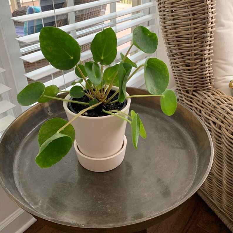 Pilea Peperomioides 'Chinese Money' | Etsy | Etsy (US)