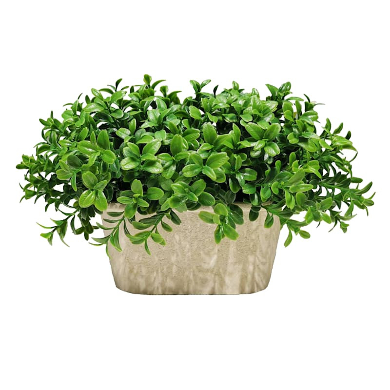 Boxwood Plant with White Rectangular Planter, 10" | At Home