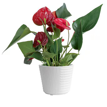 Costa Farms Red Specialty Anthurium House plant in 14 Ounce(s) Planter 1 -Pack Lowes.com | Lowe's