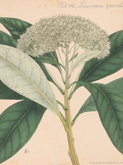 'Indian Botanicals II' Art Print - Nathaniel Wallich | Art.com | Art.com