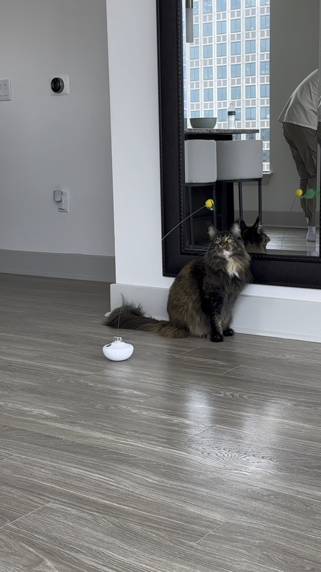 Best affordable automatic cat toy! 

#LTKhome #LTKkids #LTKfamily
