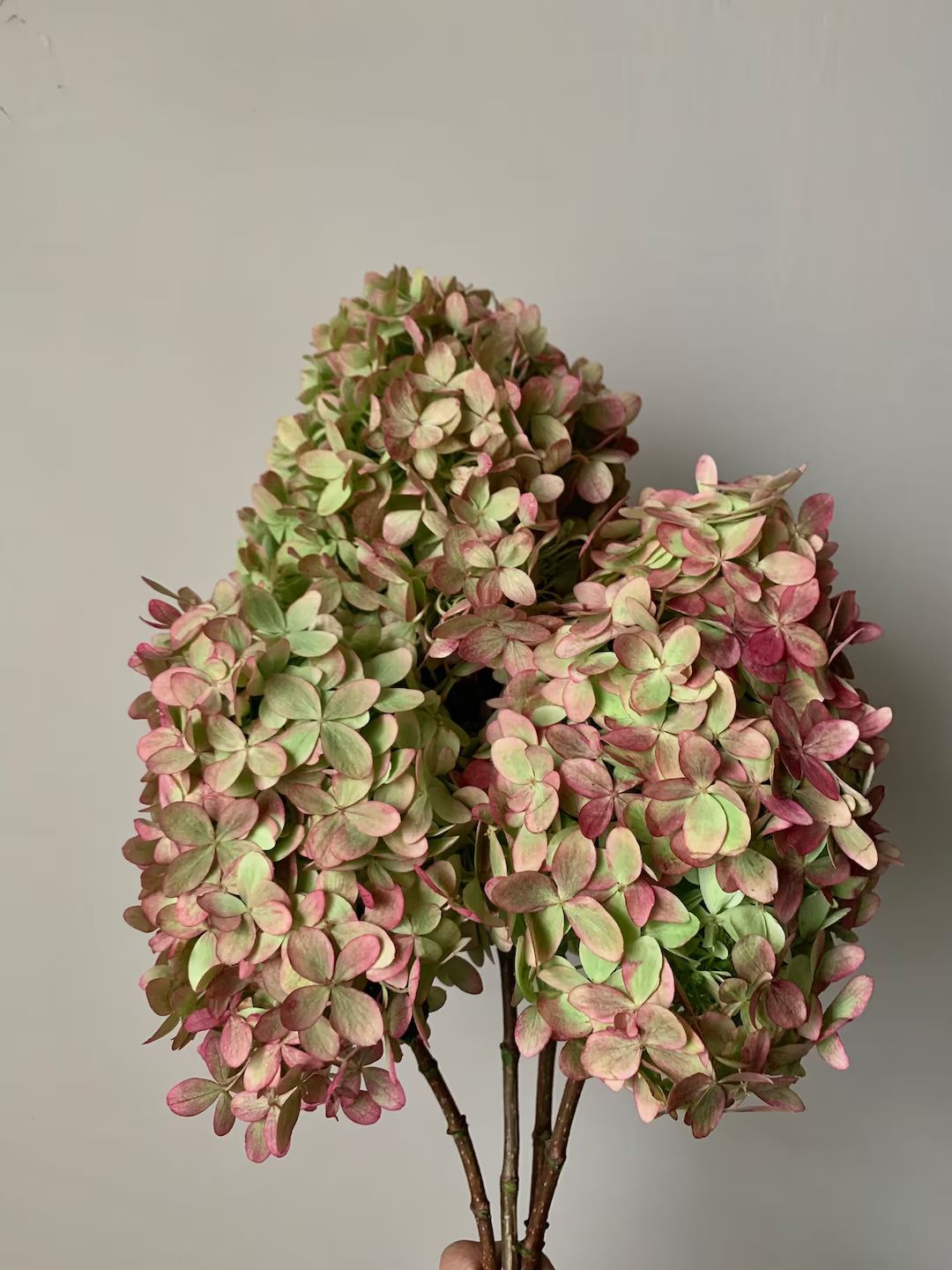 Dried Hydrangea Bouquet Pink Green Lime Light With 5 Large - Etsy | Etsy (US)