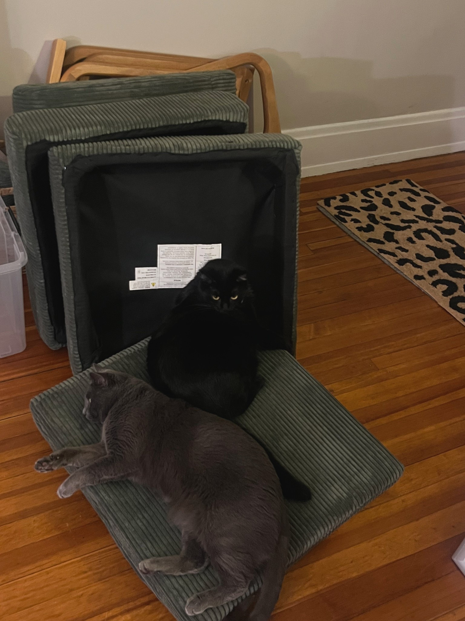 The kitties are excited for me to build their new chairs!! 😍 I’m so excited for these 

#LTKHome #LTKSaleAlert