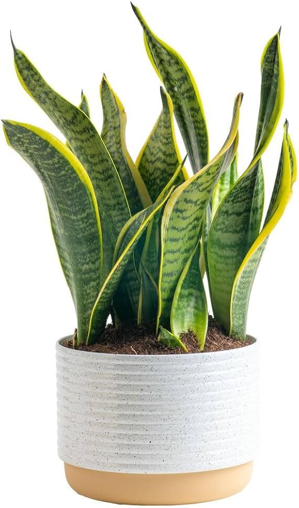 Costa Farms Snake, Sansevieria White-Natural Decor Planter Live Indoor Plant, 12-Inch Tall, Growe... | Amazon (US)