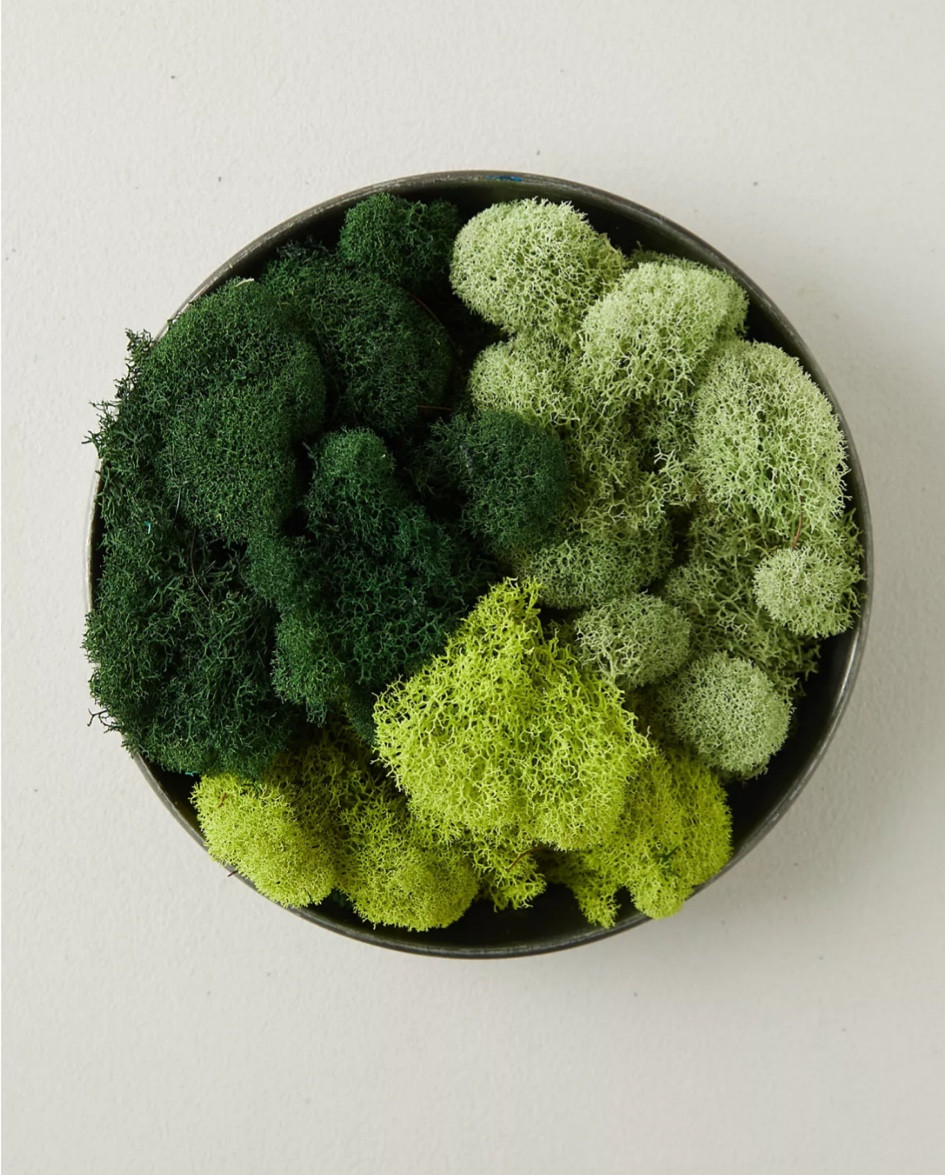Green reindeer moss

#LTKhome