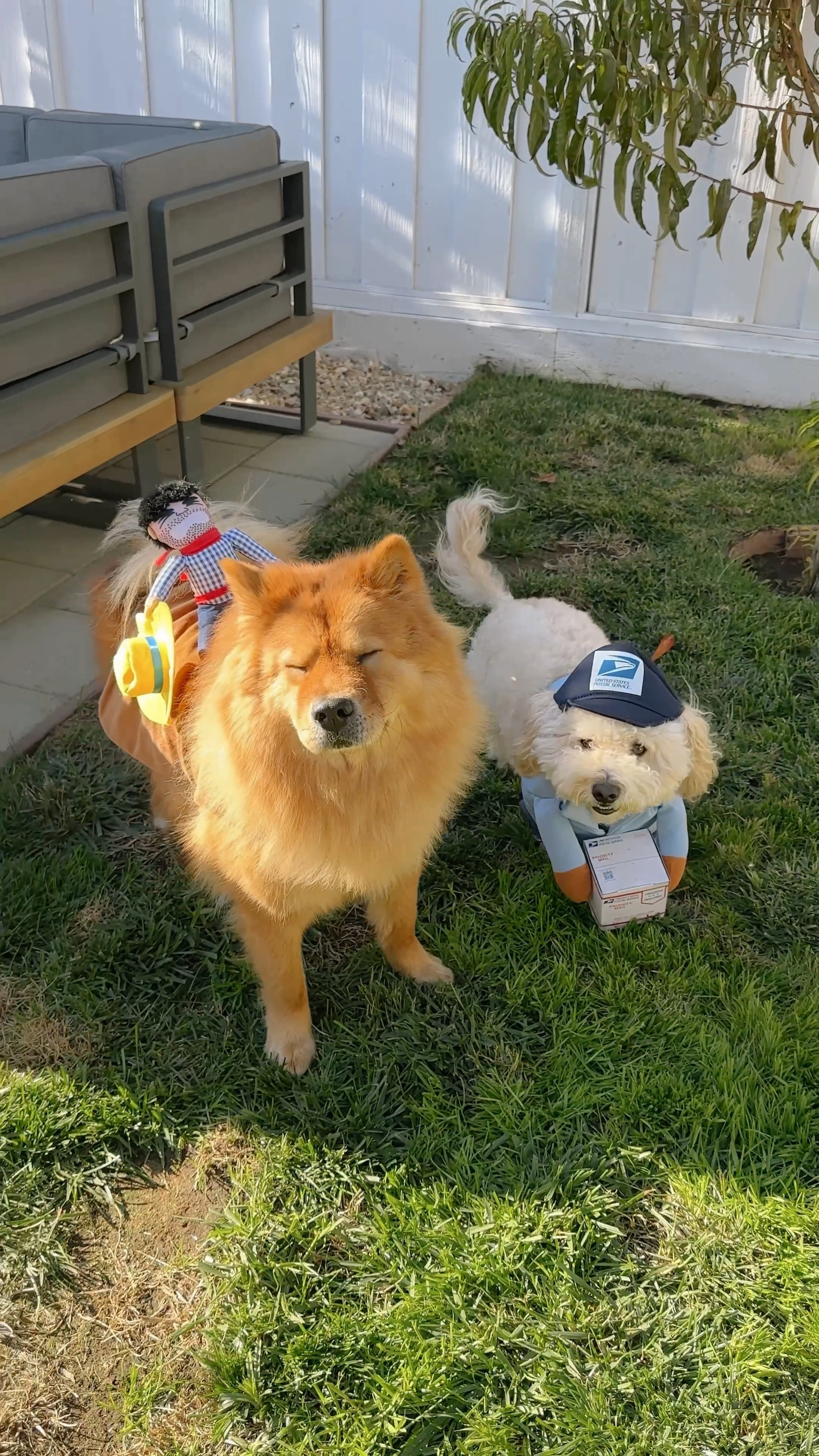 Ready for some Halloween fun!

dog costumes, pet costumes, usps costume, cute dogs, cute dog costumes, halloween costumes, maltipoo costumes, puppy costumes, costume ideas, costume for dogs

#LTKSeasonal #LTKHalloween