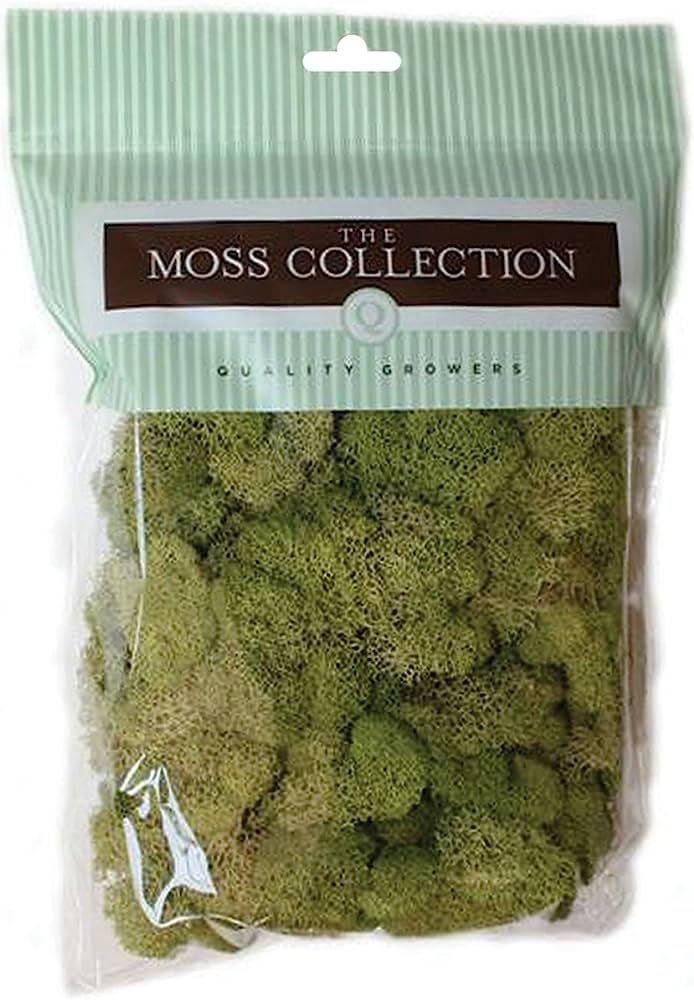 QG2060 Preserved Reindeer Moss, 108.5 Cubic Inch, Spring Green | Amazon (US)