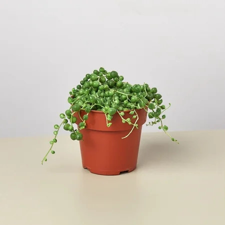 Succulent String of Pearls - 4 Pot | Walmart (US)
