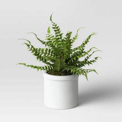 Small Boston Fern - Threshold&#8482; | Target