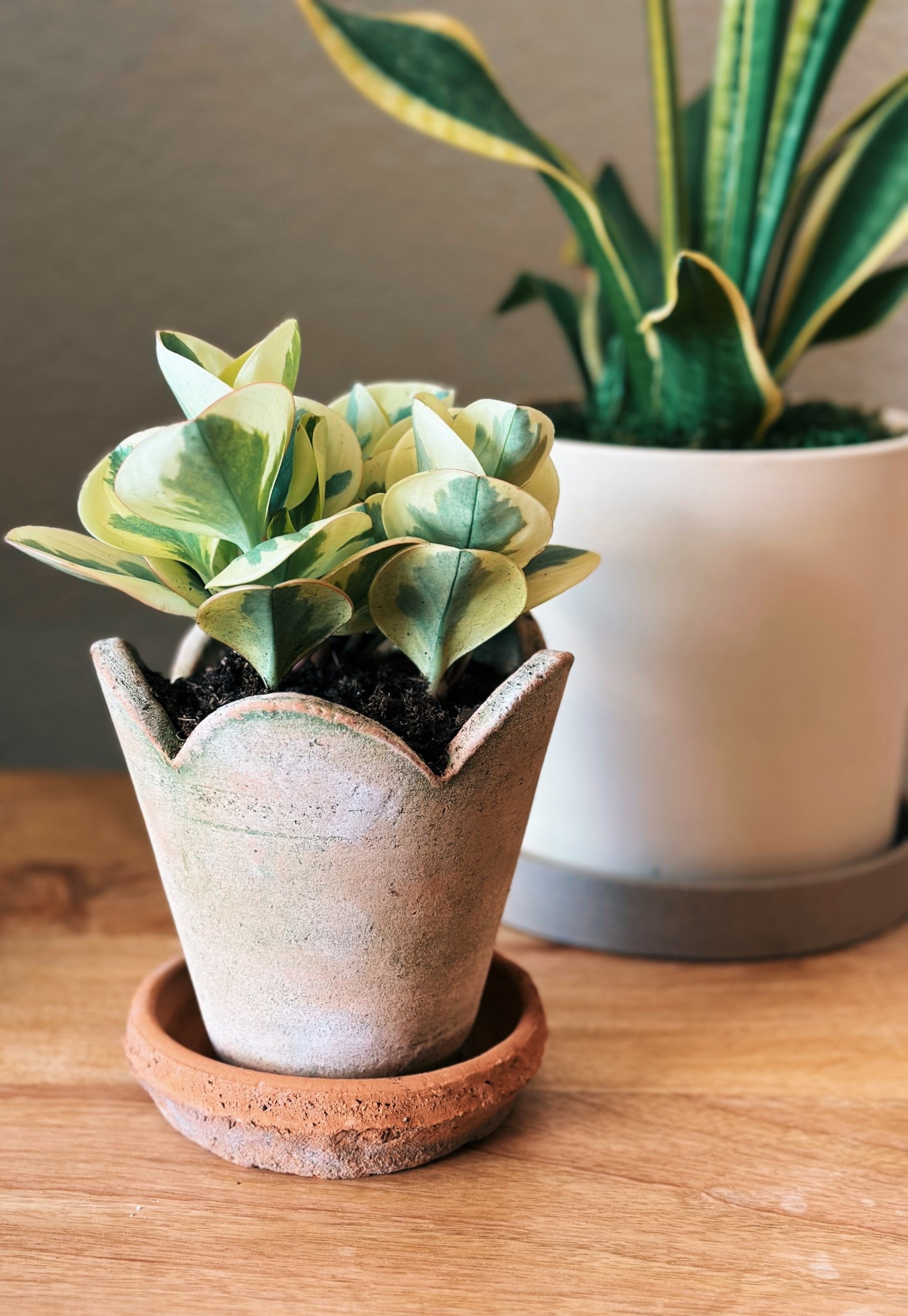 In my plant mom era 🪴 I love these peperomia marble plants & I just got a new one for spring to put into this cute scalloped pot. It’s the little details that make a house a home 🏡  

#LTKHome