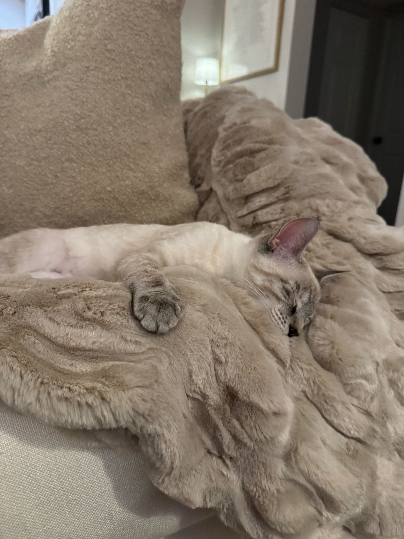 pottery barn faux fur throw blanket 

Fall | home decor | cozy | movie night | autumn 

#LTKSeasonal #LTKHome