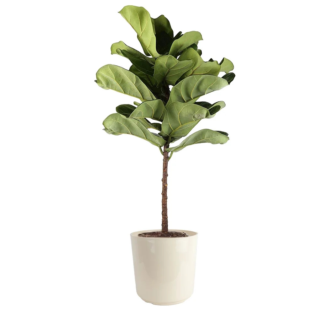 Costa Farms 40-48" Tall Fiddle Leaf Fig, Bright Indirect Sunlight,Indoor Live House Plants,Décor... | Walmart (US)