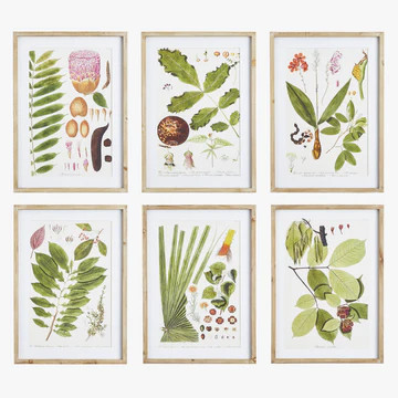 Leaf Botanical Study Framed Prints | Dear Keaton