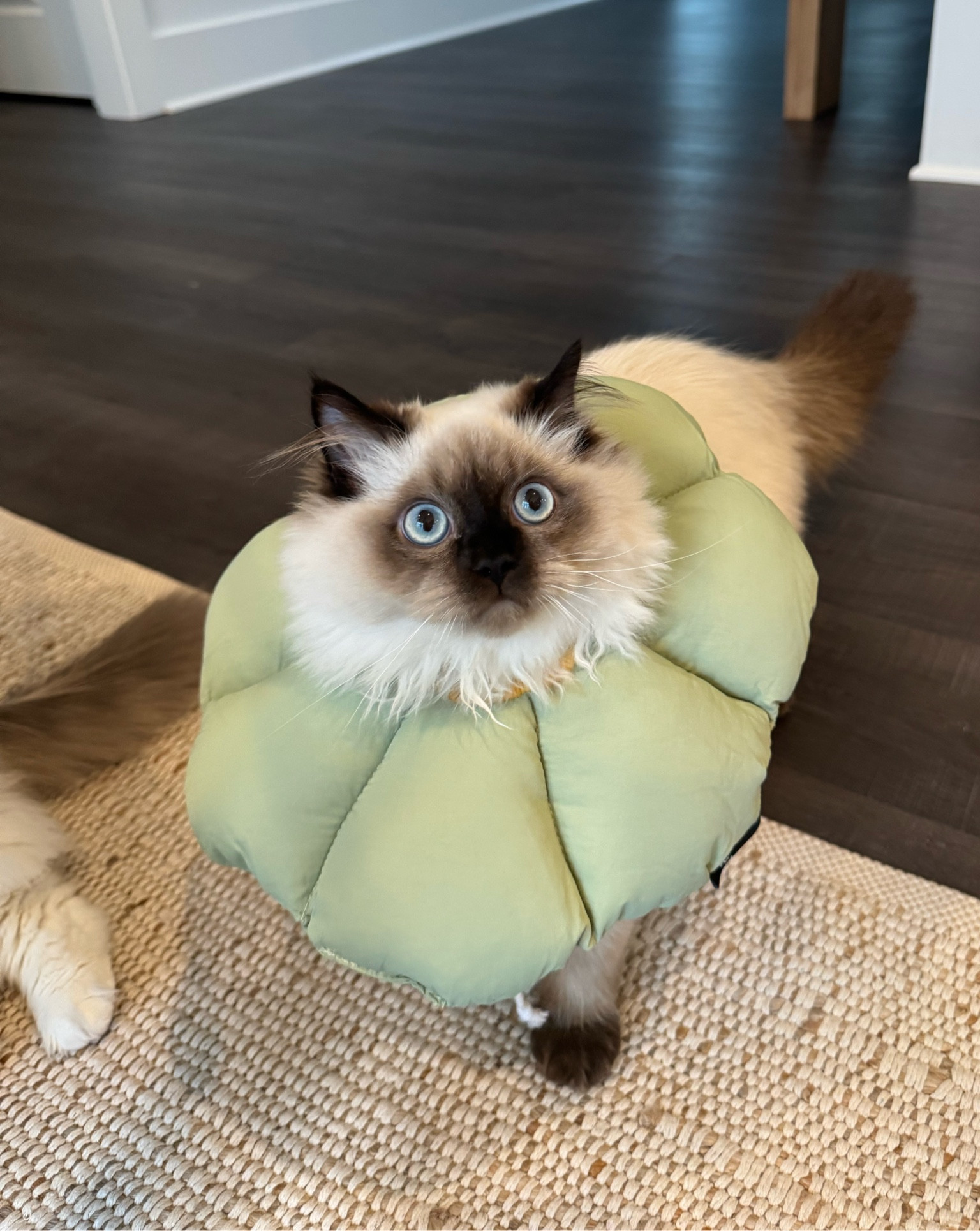 Muffin was neutered and this cone is so much more comfortable for him than the plastic ones! 

#LTKPets #LTKCats 

#LTKFamily