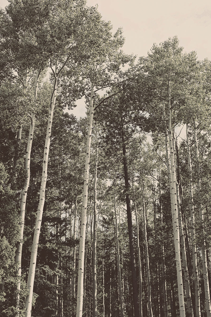Aspens | Juniper Print Shop
