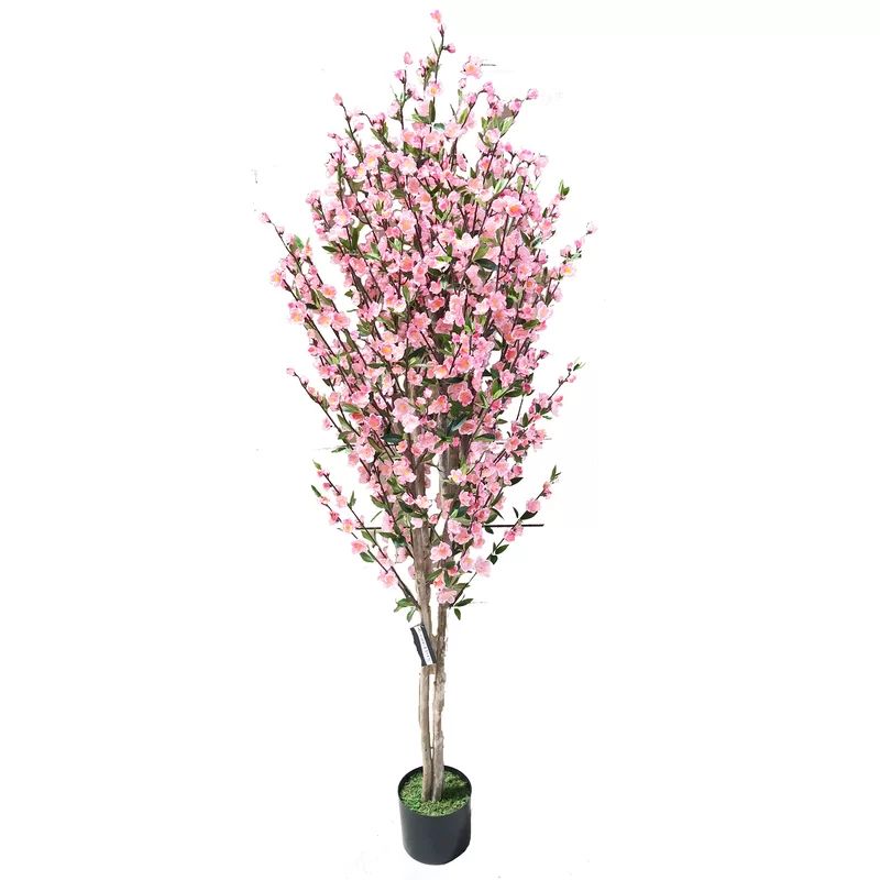 6' Cherry Blossom Tree in Pot | Wayfair North America