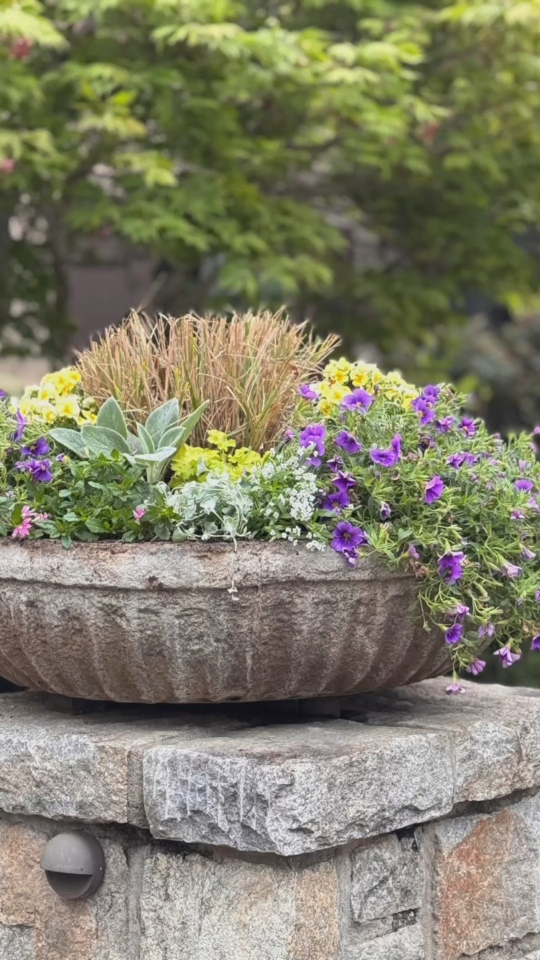 Summer planter fun! 

#containergarden #garden #planter #flowers #plants #pot #summer


#LTKSeasonal #LTKHome #LTKStyleTip