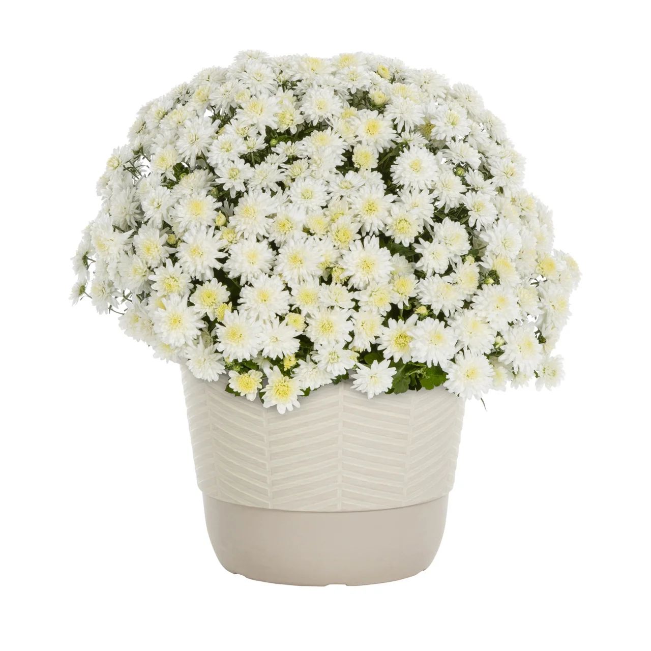 Better Homes & Gardens 1.5G White Garden Chrysanthemum Plant Decorative Pot Sun | Walmart (US)