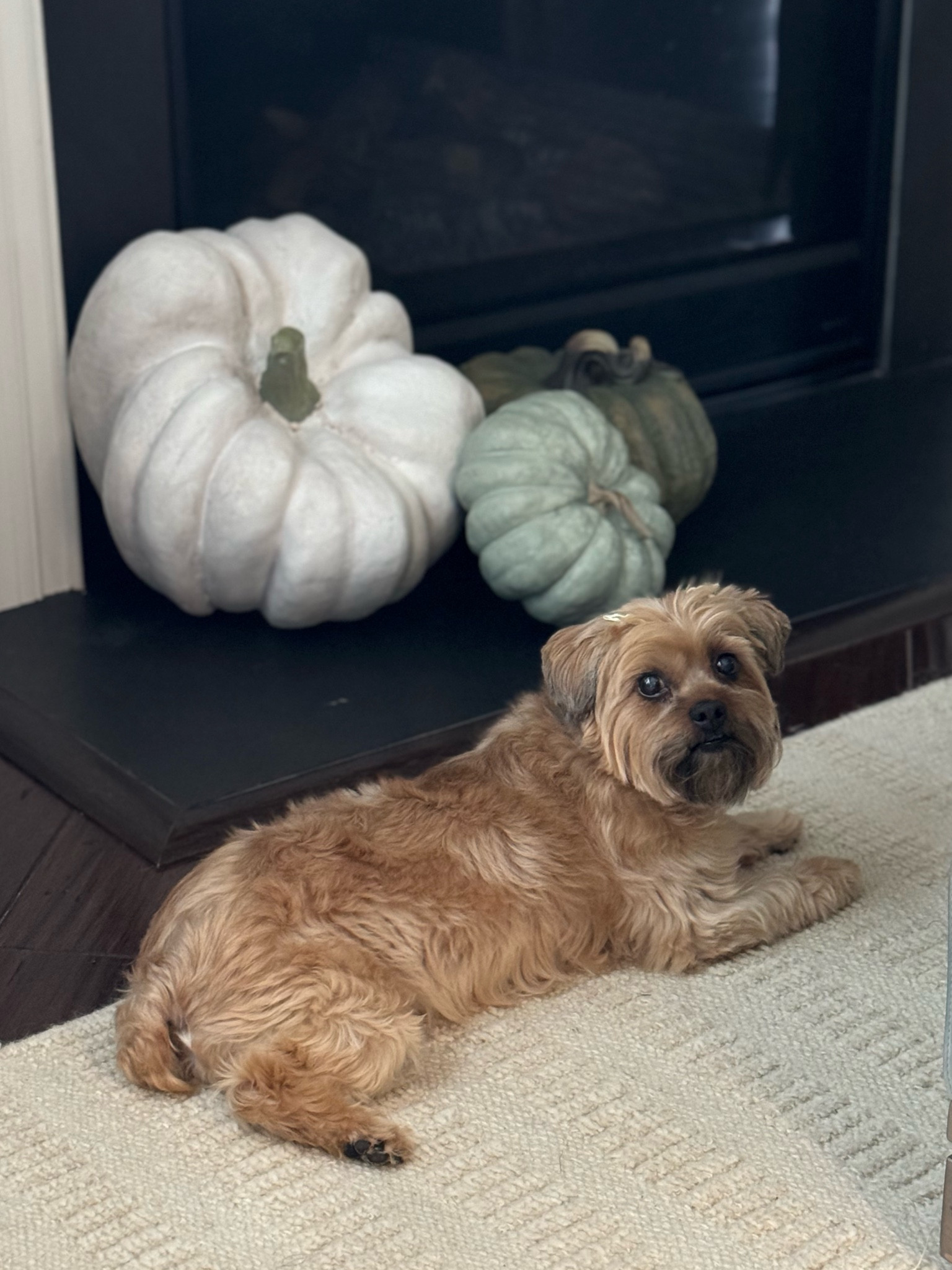Millie isn't the only one ready for fall! We've linked some our fall decor essentials. 🍁

#LTKSeasonal #LTKHome #LTKFindsUnder50