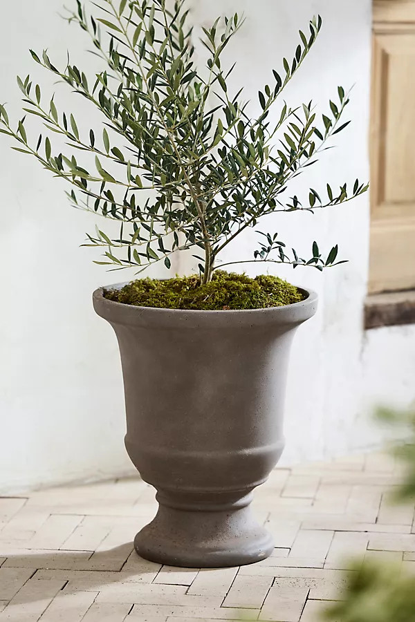 Concrete Fluted Edge Urn Planter | Anthropologie (US)