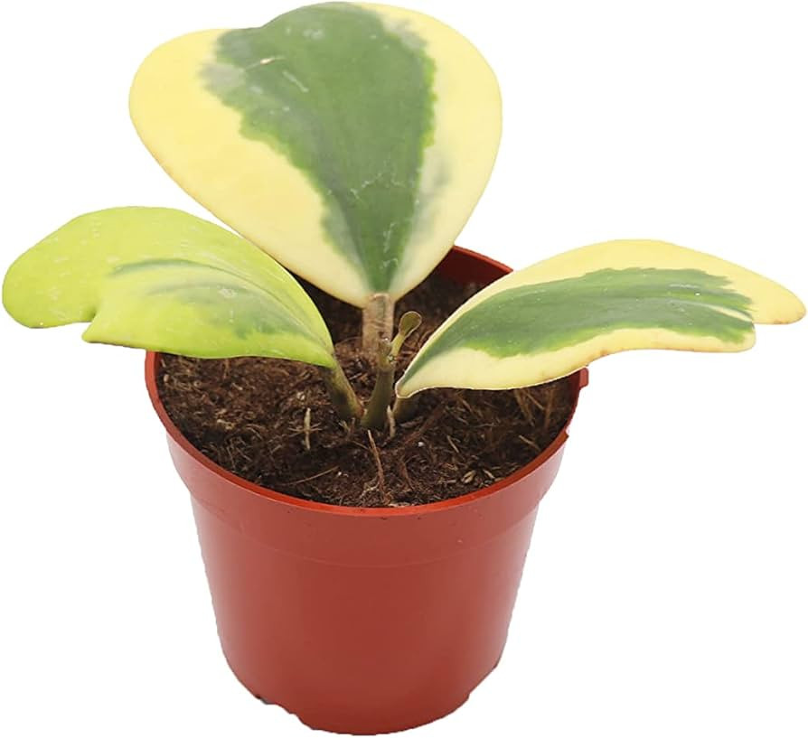 Hoya Kerrii Variegated 3+Leaves-- 4" from California Tropicals | Amazon (US)