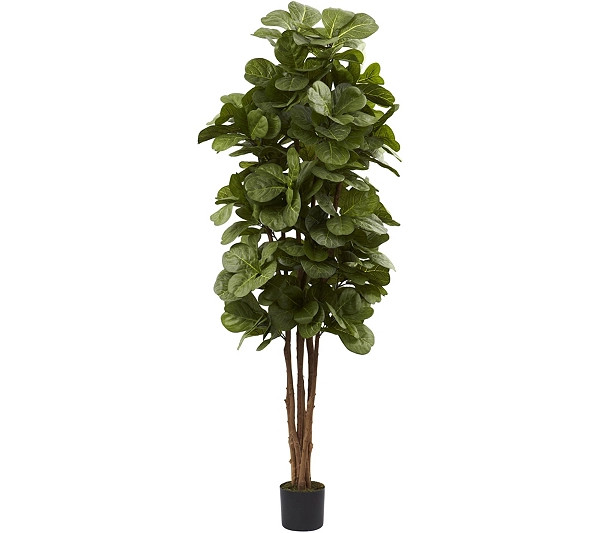 6' Fiddle Leaf Fig Tree in Black Planter by Nearly Natural | QVC