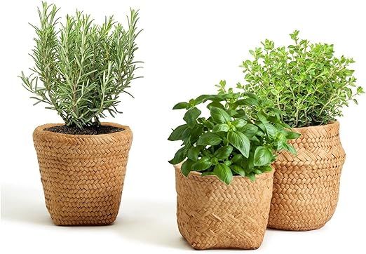 Two's Company Basket Pattern Planter with Drainage Hole Asst 3 Designs | Amazon (US)