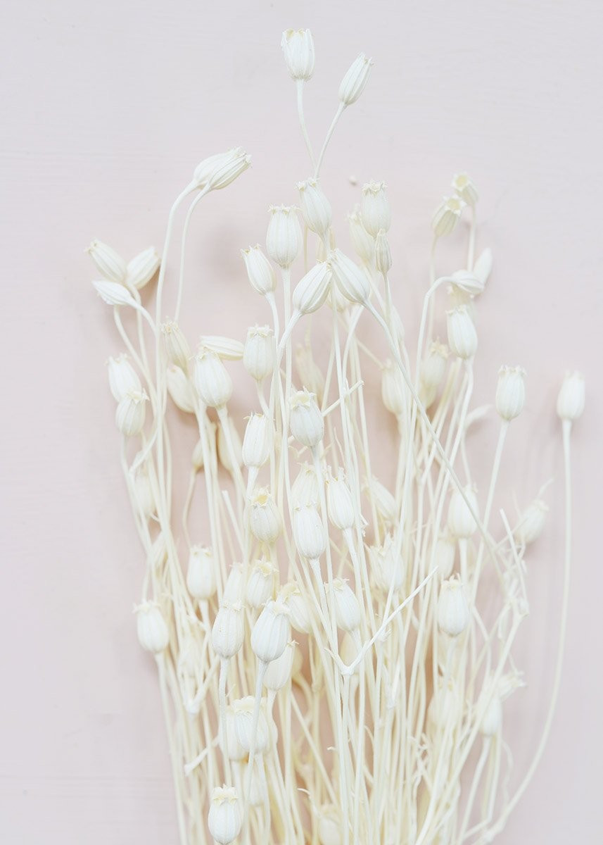 White Dried Centaurea | Afloral (US)