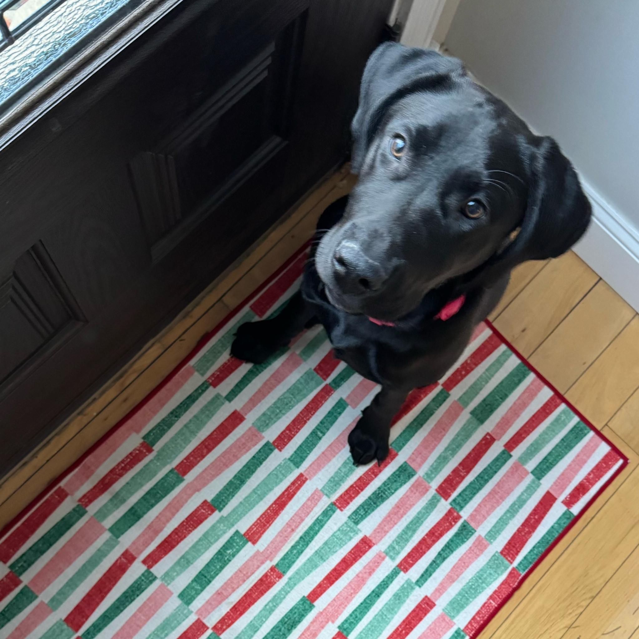 Geometric Christmas vibes! Washable door mat - great for pets, kids, and high traffic areas. 

Pup sold separately.


#LTKHoliday #LTKStyleTip #LTKHome