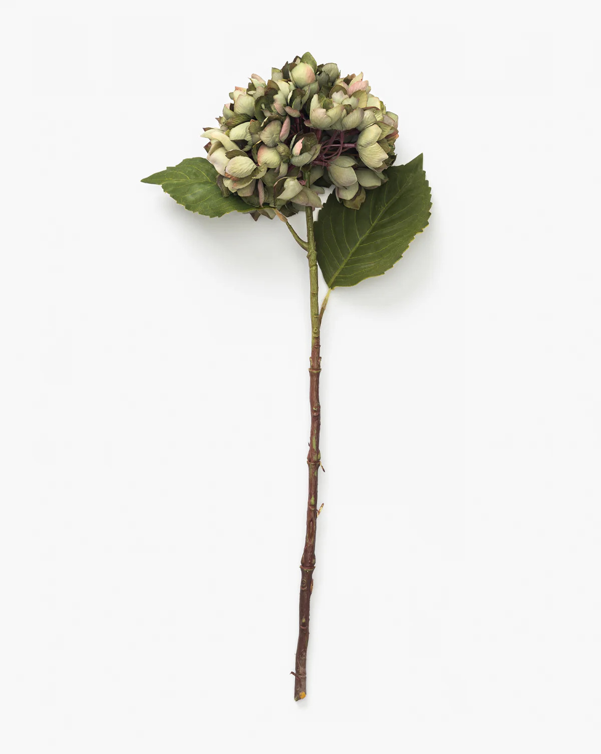 Green Hydrangea Stem | McGee & Co. (US)