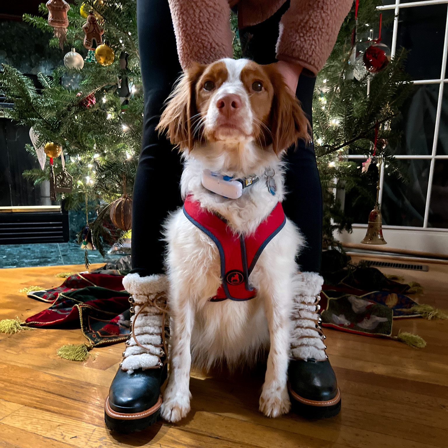 Finally taking down the tree 🥹
New year, new boots and harness!

These boots are true to size and AWESOME. So comfy, look chic enough to wear to a bar or outside in the snow. 

#LTKstyletip #LTKsalealert #LTKshoecrush