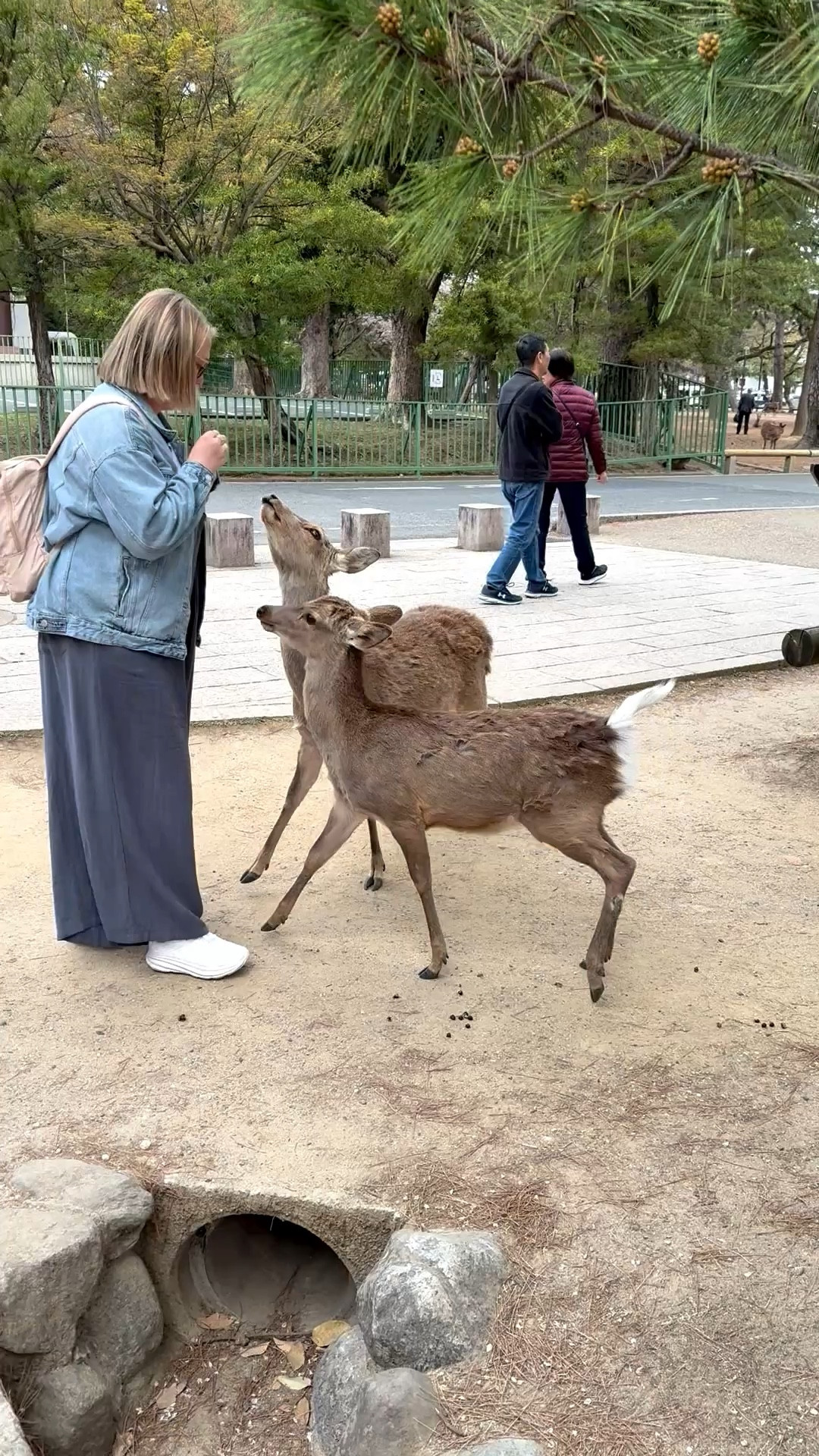 Outfit idea for a day trip to Nara park in Japan 

#LTKMidsize #LTKFindsUnder50 #LTKTravel